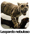 Leopardo nebuloso